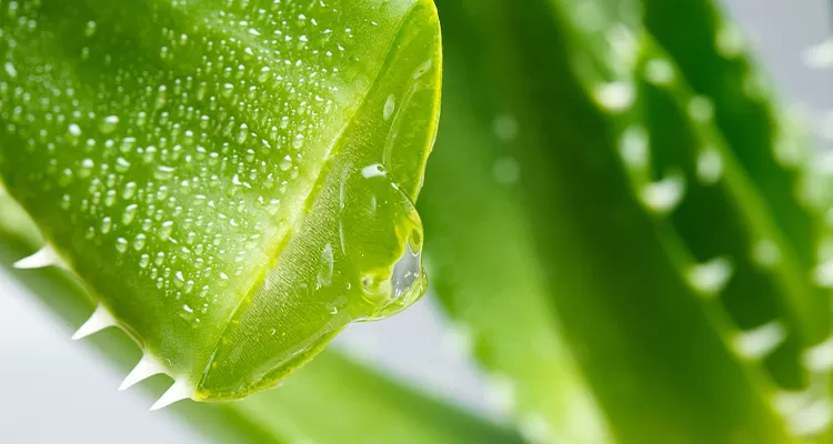 Aloe Vera image