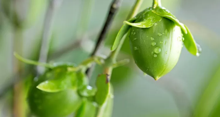 Jojoba Oil image