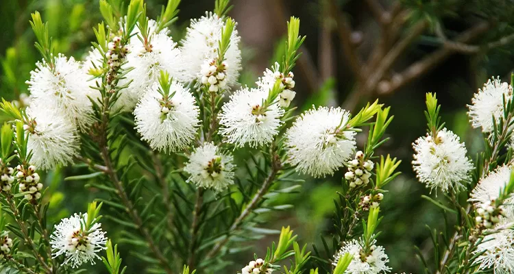 Tea Tree Oil image